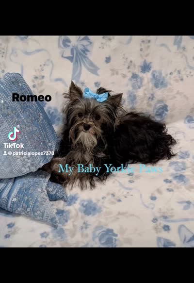 Akc Romeo, a male Yorkshire Terrier for sale in California, CA – 5 of 5