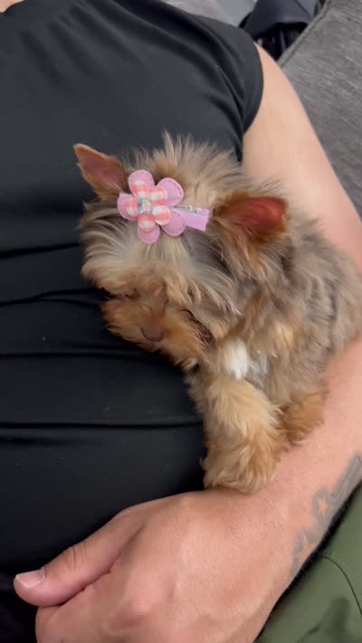 Tcup  Diana, a female Yorkshire Terrier for sale in California, CA – 9 of 10