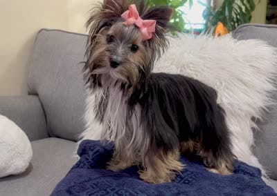 Akc  Margot , a female Yorkshire Terrier for sale in California, CA – 8 of 8