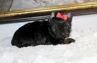 Monaco, a male Yorkshire Terrier for sale in California, CA – 7 of 10