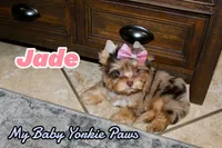 Jade, a female Yorkshire Terrier for sale in Perris, CA – 6 of 10