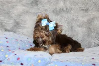Mochi, a male Yorkshire Terrier for sale in Perris, CA – 7 of 10