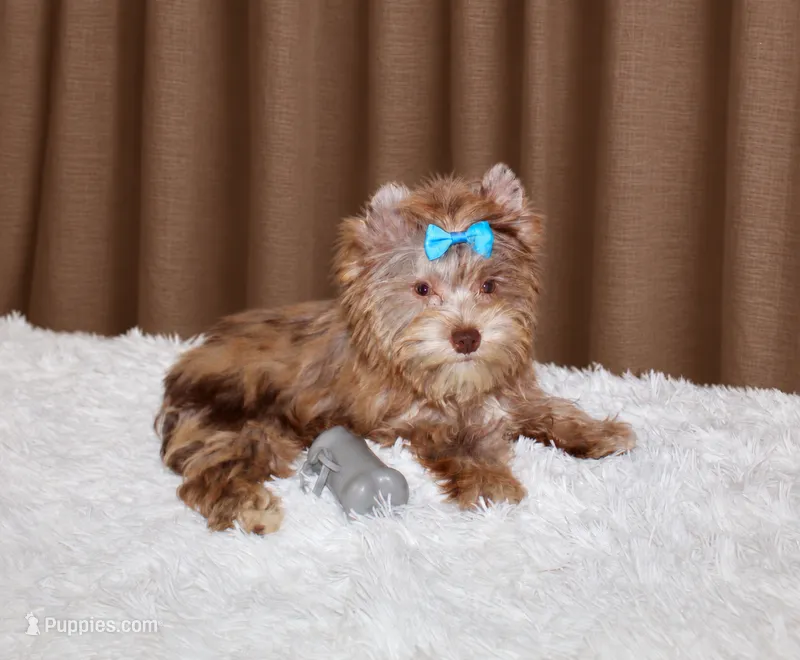 Luc – Yorkshire Terrier puppy for sale in Perris, CA