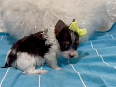 Beau, a male Yorkshire Terrier for sale in California, CA – 9 of 9