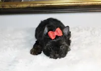 Monaco, a male Yorkshire Terrier for sale in California, CA – 4 of 10