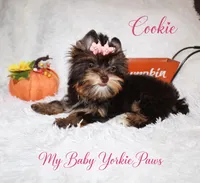T-cup Cookie, a female Yorkshire Terrier for sale in Perris, CA – 4 of 9