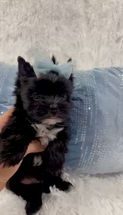 Tcup Leo, a male Yorkshire Terrier for sale in Perris, CA – 8 of 9