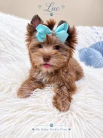 Luc, a male Yorkshire Terrier for sale in Perris, CA – 5 of 5