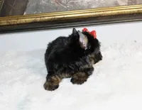 Monaco, a male Yorkshire Terrier for sale in California, CA – 5 of 10