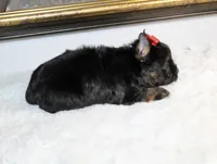 Monaco, a male Yorkshire Terrier for sale in California, CA – 6 of 10