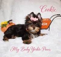 T-cup Cookie, a female Yorkshire Terrier for sale in Perris, CA – 5 of 9