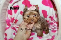 Tcup  Diana, a female Yorkshire Terrier for sale in California, CA – 2 of 10