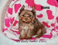 Tcup  Diana, a female Yorkshire Terrier for sale in California, CA – 7 of 10
