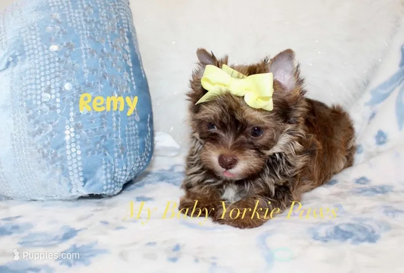 Remy – Yorkshire Terrier puppy for sale in California, CA