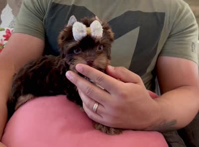 Tuscany, a male Yorkshire Terrier for sale in Perris, CA – 7 of 8