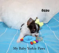 Beau, a male Yorkshire Terrier for sale in California, CA – 5 of 9
