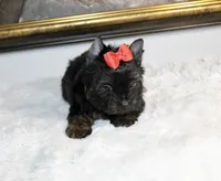 Monaco, a male Yorkshire Terrier for sale in California, CA – 8 of 10