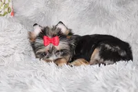 Caesar, a male Yorkshire Terrier for sale in Perris, CA – 2 of 7