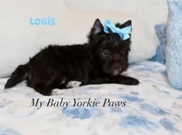 Louis, a male Yorkshire Terrier for sale in California, CA – 5 of 6