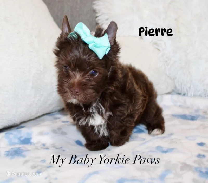 Pierre Dark Chocolate  – Yorkshire Terrier puppy for sale in California, CA