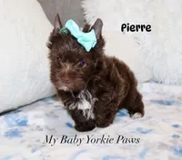Pierre Dark Chocolate , a male Yorkshire Terrier for sale in California, CA – 3 of 7