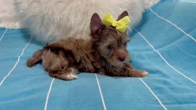 Luc, a male Yorkshire Terrier for sale in California, CA – 6 of 8