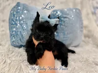 Tcup Leo, a male Yorkshire Terrier for sale in Perris, CA – 2 of 9