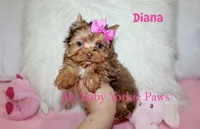 Chocolate Merle Diana, a female Yorkshire Terrier for sale in California, CA – 3 of 6