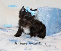 Louis, a male Yorkshire Terrier for sale in California, CA – 4 of 6