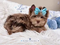 Luc, a male Yorkshire Terrier for sale in Perris, CA – 4 of 5