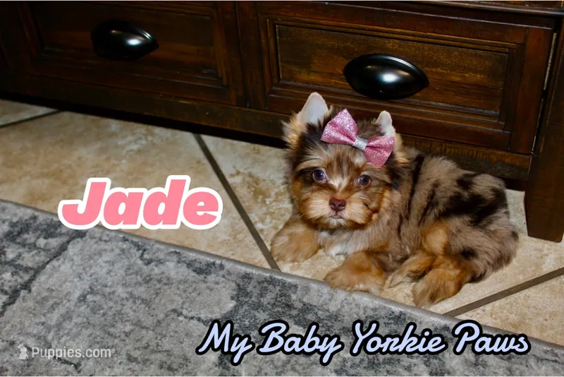 Jade – Yorkshire Terrier puppy for sale in Perris, CA