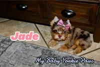 Jade, a female Yorkshire Terrier for sale in Perris, CA – 1 of 10