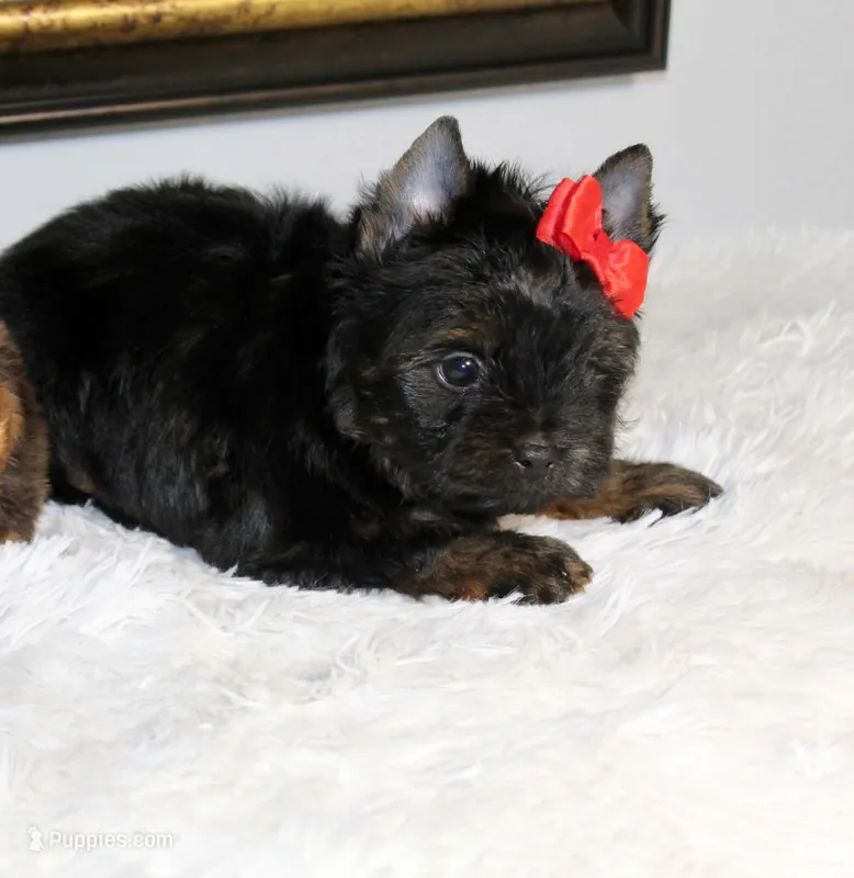 Monaco – Yorkshire Terrier puppy for sale in California, CA