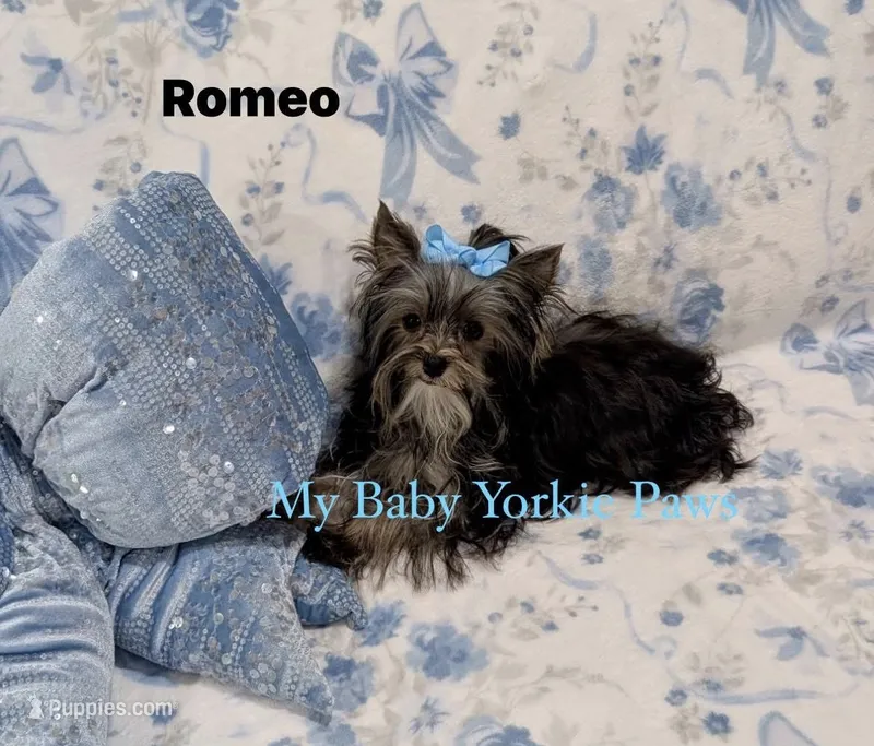 Akc Romeo – Yorkshire Terrier puppy for sale in California, CA