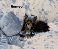 Akc Romeo, a male Yorkshire Terrier for sale in California, CA – 1 of 4