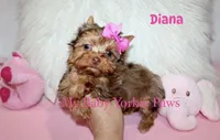Chocolate Merle Diana, a female Yorkshire Terrier for sale in California, CA – 4 of 6