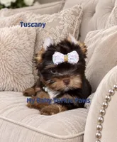 Tuscany, a male Yorkshire Terrier for sale in Perris, CA – 6 of 8