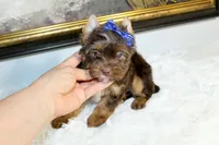 Mochi, a male Yorkshire Terrier for sale in California, CA – 2 of 6