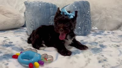 Louis, a male Yorkshire Terrier for sale in Perris, CA – 7 of 8
