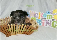 Peter, a male Yorkshire Terrier for sale in California, CA – Photo 2 of 6