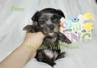 Peter, a male Yorkshire Terrier for sale in California, CA – Photo 3 of 6