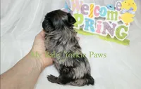 Peter, a male Yorkshire Terrier for sale in California, CA – Photo 5 of 6