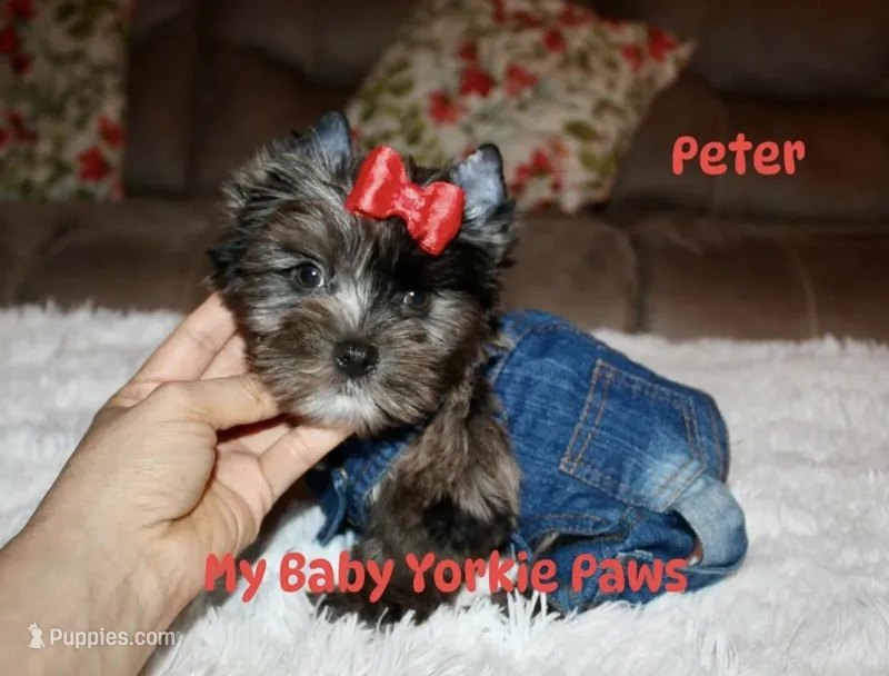 Peter – Yorkshire Terrier puppy for sale in California, CA