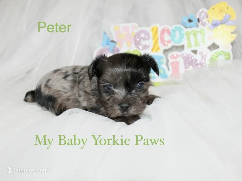 Peter – Yorkshire Terrier puppy for sale in California, CA