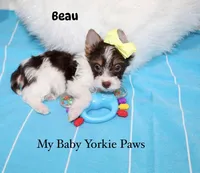 Beau, a male Yorkshire Terrier for sale in California, CA – 2 of 9