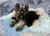 Abby, a female Yorkshire Terrier for sale in California, CA – 1 of 4