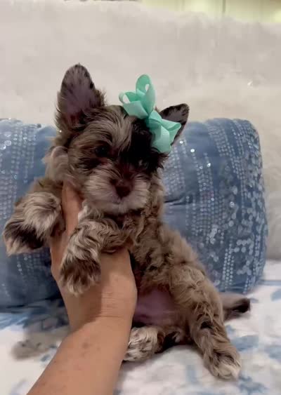 Brie, a male Yorkshire Terrier for sale in California, CA – 6 of 7