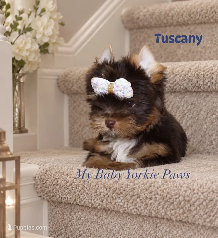 Tuscany – Yorkshire Terrier puppy for sale in Perris, CA
