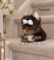 Tuscany, a male Yorkshire Terrier for sale in Perris, CA – 1 of 8