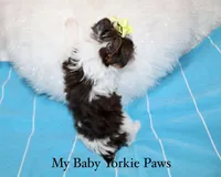 Beau, a male Yorkshire Terrier for sale in California, CA – 4 of 9